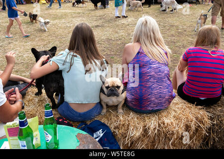 Hundeausstellung Stockfoto