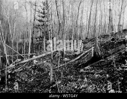 Foto von klaren Protokollierung von Aspen; Umfang und Inhalt: Original Bildunterschrift: Klare Protokollierung von Aspen auf den Weg durch die Kolonie von biber am Ostufer des Sees. Chequamegon NF. Stockfoto