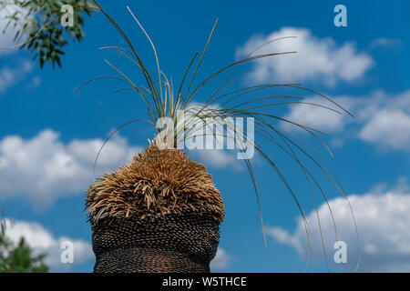 Nahaufnahme eines Gras Baum (Xanthorrhoea) im hellen Sonnenschein mit blauem Himmel Stockfoto