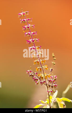 Tulasi Blume Tulsi Blatt es als Ayurveda in der traditionellen Medizin verwendet werden, pflanzlichen orTulsi grüner Tee, in Indien Asien Stockfoto