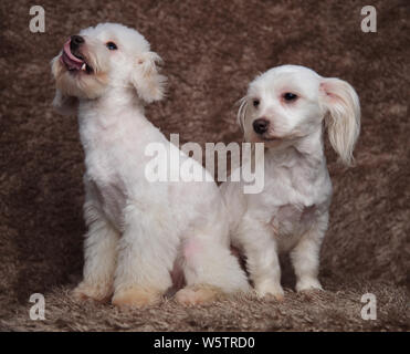 Lustige weiße sitzt bichon Paar schaut zur Seite auf braunem Fell Hintergrund Stockfoto