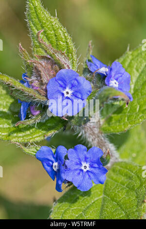 Grün (Alkanet Pentaglottis sempervirens) in einem Londoner Garten. Stockfoto