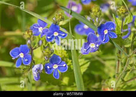 Germander Ehrenpreis (Veronica chamaedrys) in einem Londoner Friedhof. Stockfoto