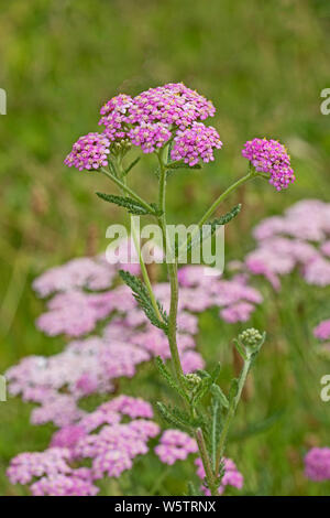 Das Rosa Formular der Schafgarbe (Achillea millefolium) in einem South London Park. Stockfoto