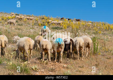 Herde von bunten Schafe füttern, auf einem Hügel, Türkei Stockfoto