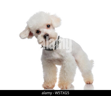 Neugierig bichon stehen auf weißen Hintergrund und lehnte sich zur Seite, während das Tragen eines schwarzen Stachelhalsband Stockfoto