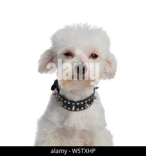 In der Nähe von süßen Bichon trägt ein Stachelhalsband auf weißem Hintergrund und suchen lustige Stockfoto