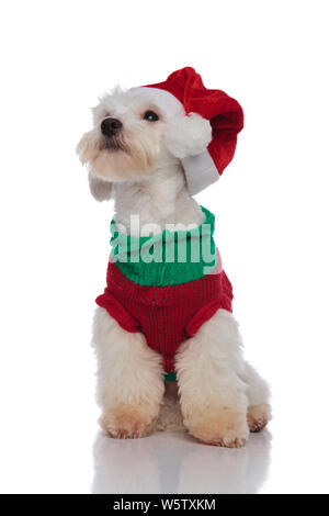 Adorable bichon bereit für Weihnachten sieht bis zu Seite beim Sitzen auf einem weißen Hintergrund Stockfoto