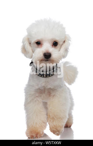 Adorable weiße Bichon mit schwarzen Stachelhalsband Stepping auf weißem Hintergrund Stockfoto