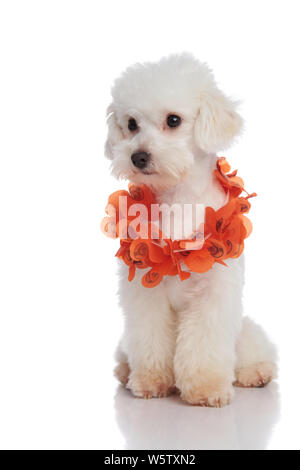 Neugierig bichon tragen orange Blumen Girlande schaut zur Seite sitzend auf weißem Hintergrund Stockfoto