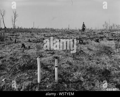 Foto von Plantage Nummer 17 in Glidden Ranger District; Umfang und Inhalt: Original Bildunterschrift: Plantation #17, Glidden RD. Weiß gepflanzt Frühling 1940 Fichte, 2-2 lieferbar. Stockfoto