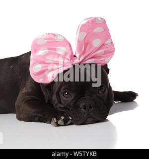 Nahaufnahme der französische Bulldogge trägt einen Pink Ribbon Stirnband beim Liegen auf weißem Hintergrund Stockfoto