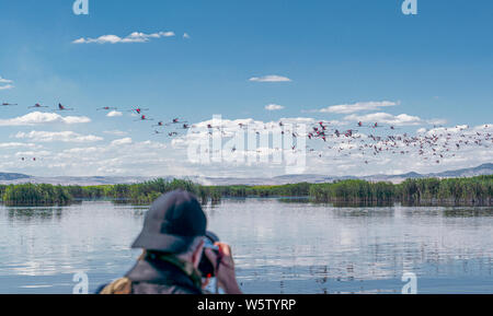 Fotograf, Foto der Gruppe der rosa Flamingos über den Lake Eber, Türkei Fliegen Stockfoto