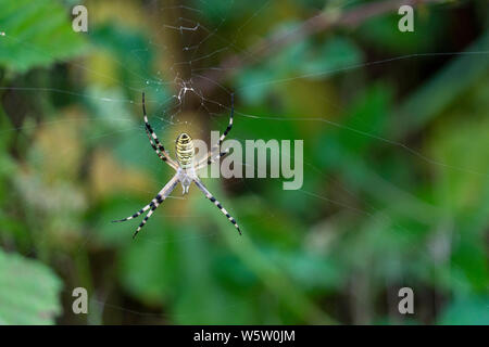 Riesige Spinne auf Grün bokeh Hintergrund Stockfoto