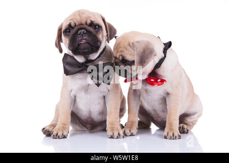 Zwei kleine traurige liebenswert Mops Welpen mit Schleifen, einer von Ihnen auf der Seite, beim Sitzen auf weißem Hintergrund Stockfoto