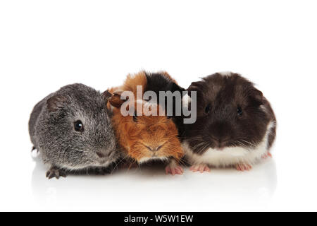 Drei niedliche pelzige Meerschweinchen liegen auf weißem Hintergrund, unterschiedlich gefärbt werden Stockfoto