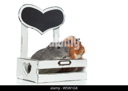 Zwei neugierige Meerschweinchen schauen aus dem Bett auf die Seite und warten auf das Frühstück auf weißem Hintergrund Stockfoto