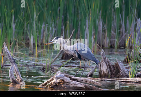 Great Blue Heron stehend in einem Sumpf mit einer frisch gefangenen Zander auf White Lake, Ontario, Kanada Stockfoto
