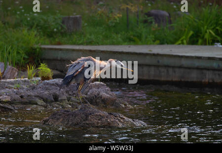 Great Blue Heron thront auf einem Felsen schüttelte das Wasser seine Flügel auf White Lake, Ontario, Kanada Stockfoto