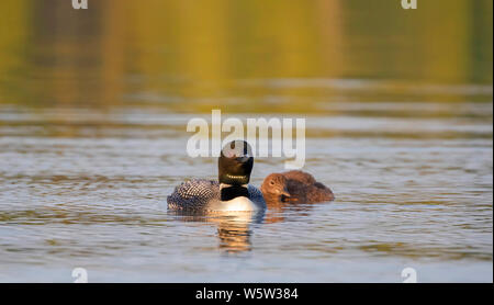 Gemeinsame Eistaucher (Gavia Immer) Schwimmen mit Küken durch Ihre Seite auf White Lake, Ontario, Kanada Stockfoto