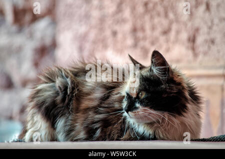 Die Cymric ist eine sehr seltene Katze, es ist eine Variante des Manx Rasse, der berühmten SCHWANZLOSE Katze native auf der Insel Man, im Herzen der Irischen See. Stockfoto