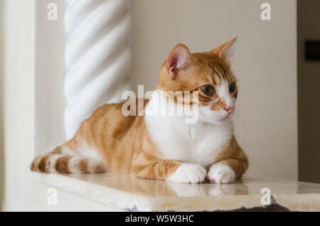 Heero, eine süße und liebevolle Katze, stellt ein Foto im Hochformat Stockfoto