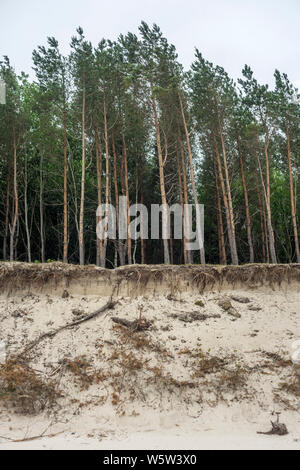 Erosion an der Ostseeküste in Polen, 2019. Stockfoto