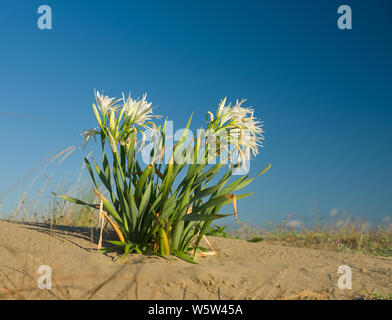 Sand Lilien auf dem Sand. Nahaufnahme Stockfoto