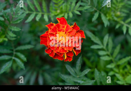 Eine rote Blume von Tagetes wachsen im Garten. Close-up Ringelblume Blumen (Tagetes erecta, afrikanische Ringelblume Blume, Schwarz Samt) Stockfoto