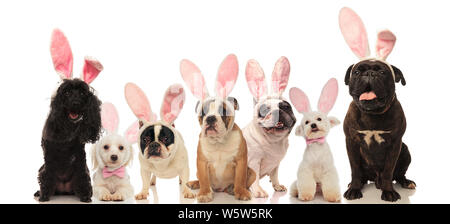 Gruppe von niedlichen Hunde tragen Osterhasen Ohren auf weißem Hintergrund Stockfoto