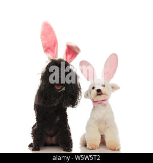 Happy Pudel und bichon Hunde tragen Häschenohren für Ostern auf weißem Hintergrund Stockfoto