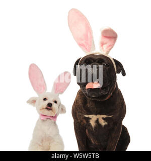 Adorable bichon und Boxer Welpen Hunde tragen Häschenohren für Ostern auf weißem Hintergrund Stockfoto