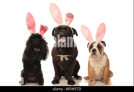 Drei glückliche sitzende Hunde tragen Osterhasen Ohren auf weißem Hintergrund Stockfoto