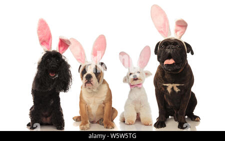 Vier adorable Hunde tragen Osterhasen Ohren, sitzen auf weißem Hintergrund Stockfoto