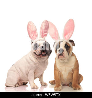 Französisch und Englisch Bulldogge Hunde tragen Häschenohren auf weißem Hintergrund Stockfoto