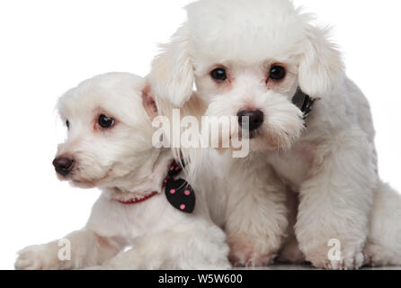 In der Nähe von einem kleinen süßen bichon Paar auf einem weißen Hintergrund, in verschiedene Richtungen. Stockfoto