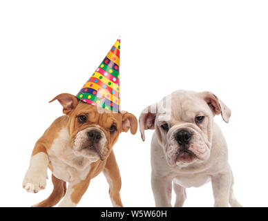 Braune und weiße englische Bulldogge Paar feiert Geburtstag beim Stehen auf einem weißen Hintergrund Stockfoto