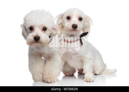 Adorable weiße bichon Paar tragen Halsbänder, stehend auf einem weißen Hintergrund Stockfoto