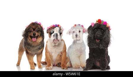 Adorable Welpen Frühling Mannschaft mit Blumen Stirnbänder auf weißem Hintergrund Stockfoto