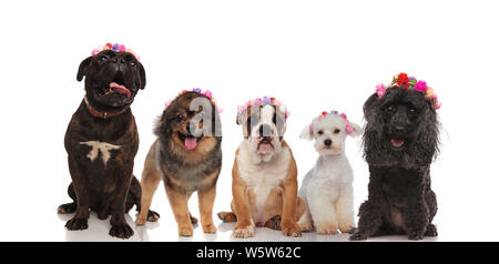 Schöne Gruppe von gemischten Hunde tragen Blumen Kronen auf einem whote Hintergrund, Warten auf Frühling zu kommen Stockfoto