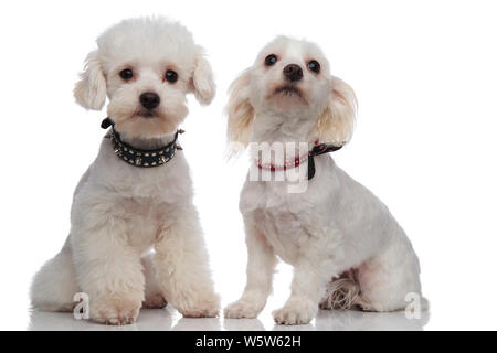 Adorable stolz bichon Paar tragen niedlichen Halsbänder beim Sitzen auf einem weißen Hintergrund Stockfoto