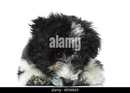 Traurigen kleinen bichon Havaneser liegend sieht auf den Boden, auf weißem Hintergrund Stockfoto