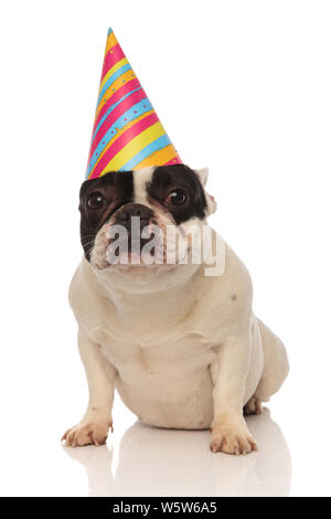Patient Geburtstag französische Bulldogge warten auf seinen Kuchen beim Sitzen auf einem weißen Hintergrund Stockfoto
