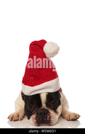 Süße französische Bulldogge liegend trägt santa Mütze auf weißem Hintergrund Stockfoto