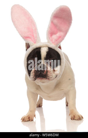 Süße französische Bulldogge tragen rosa Osterhasen Ohren stehen auf einem weißen Hintergrund Stockfoto