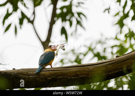 Stork billed Kingfisher mit einem Fisch töten in ihrem Schnabel. Stockfoto