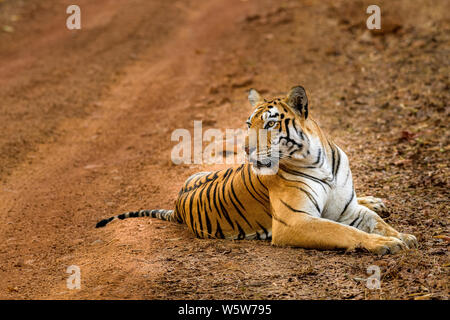 Tigerin sitzen auf dem Waldboden Stockfoto