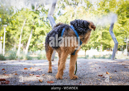 Hund Kühlung, Gefühl der Erleichterung in den Schatten unter Sprinklern, nebelmaschinen in einem Park. Heat Wave. Stockfoto