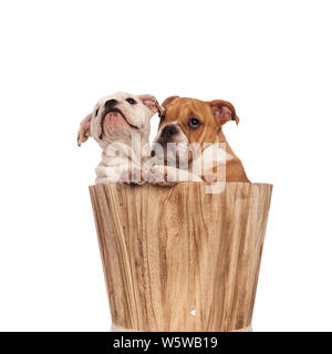 Zwei englische Bulldogge Welpen in einem Eimer an etwas auf weißen Hintergrund Stockfoto