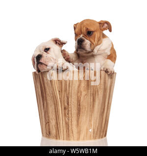 Braun Englisch Bulldogge Welpen schiebt seinen Bruder weg mit der Pfote während sitiing in einem Holzfass auf weißem Backrgound Stockfoto
